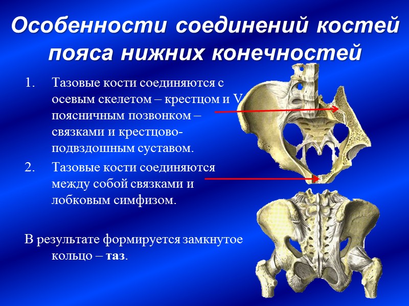 Особенности соединений костей пояса нижних конечностей  Тазовые кости соединяются с осевым скелетом –